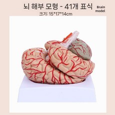 교육용 뇌모형 분리 상품 뇌구조 두개골 해골 뇌간 머리 중추 모형 두뇌, 2. 9부 내추럴브레인(41개)
