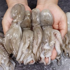 서해안 서천 산지직송 쭈꾸미 생물 주꾸미 1kg, 푸띠 서해안 서천 생물 주꾸미 1kg, 1개