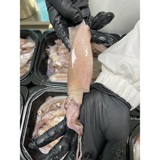 김현수의 자연산 생물 급냉 식감좋은 총알 한치, 1개, 500g(15~23미)