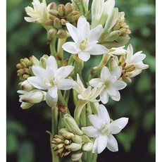 투베로즈 겹꽃 더 펄/ 화산농원, 5개