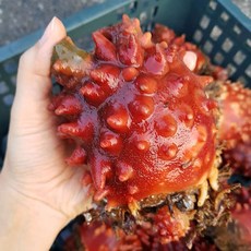 주문진 머구리 자연산 뿔멍게 꽃멍게 참멍게 동해안 청정 강릉, 1박스, 2kg