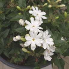 차이니스자스민 (중품) 향이 진하게 퍼지는 하얀색 꽃 피고지고하는