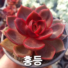 아기자기 예쁜다육 38종, 25번)- 홍등, 1개