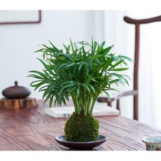 霏霏園藝袖珍椰子樹苔球含底盤, 1個