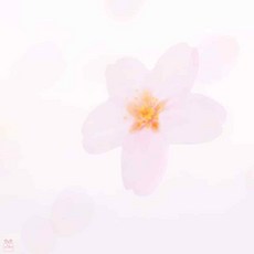 떡메모지 투명벚꽃 Pink M