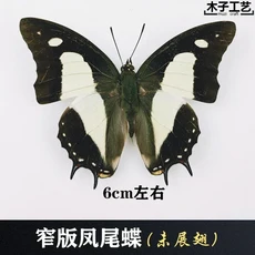 29 신중하게 선택된 나비 표본 실제 곤충 교육 날개 펼쳐지지 않은 홈 장식 여러 스타일, 24 Q