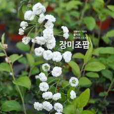 플러브 장미조팝, 1개