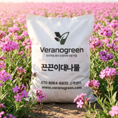 끈끈이대나물(석죽과) 1kg 야생화 씨앗 종자, 1개