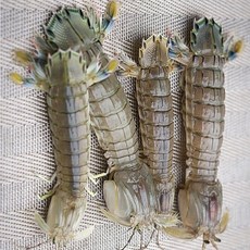 국내산 활 갯가재 1kg(20-40마리) 생물 쏙 자연산, 2개, 500g