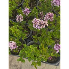2+2 4개발송 에이피팩토리 미스김라일락 라일락 향기 조경수 노지월동 소품 반려식물, 1개
