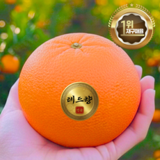 솔산싱싱마당 갓성비 초고당도 레드향 로얄과, 1박스, 2kg