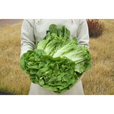 유럽모듬채소 충남 부여 산지직송 캄크머머스 샐러드채소 고급 모듬쌈채소 신선 식단관리, 1박스, 1kg