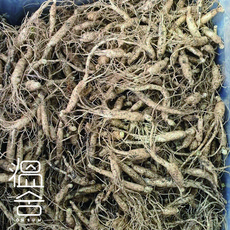 ONSUM 3년근 장뇌삼 인삼 모종 산양삼 산삼 묘삼 뿌리, 장뇌삼3년근 1뿌리, 1개