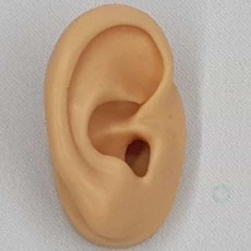 고매한 귀모형 오른쪽 보건교육자료