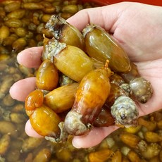 훈이수산 제철 생물 깐미더덕 500g 참미더덕회, 1개, 생물) 미더덕 500g