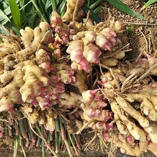 [초강농원]국산 생강 최상급 특품 햇생강, 1개, 특품 3kg