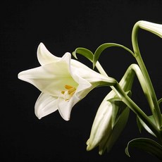 [LS 앱솔루트 오일] N15 릴리 (Lily) 10ml, 1개, 연한 노랑