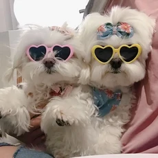 플라스틱 귀여운 애완 동물 용품 작은 고양이 사진 소품 안경 눈 착용 선글라스 파티 장식, Red