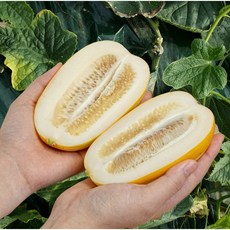 [파격특가!] 성주 참외 초고당도 산지직송, 1박스, 2kg