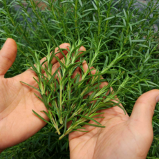 다정한농장 직송 로즈마리 생잎 허브 데코, 100g, 1개