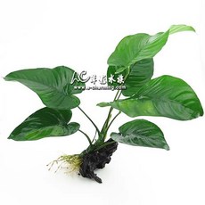 AC草影 大榕 Anubias barteri var. barteri 沉木水草，新手適用，無需CO2, 1個