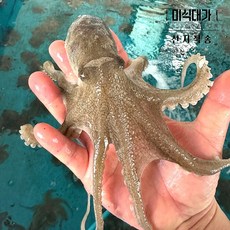 제철 생물 알배기 쭈꾸미 알쭈꾸미, 1개, 1kg