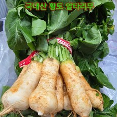 국내산 황토 알타리무 총각무 청정지역 전라남도 황토밭 재배, 1개, 1.2kg 내외(1 단)