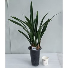 산천보세 포트5촉 / 꽃대 동양난 취미난 동양란전문 그린난농원, 1개