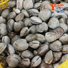 제철 백상합 백합 조개 1kg 소 백생합, 2개