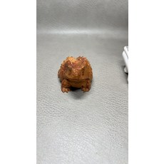 正宗北太行崖柏 呱呱來財, 如圖所示, 1個