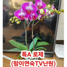 (팜 이연숙TV난원) 특A급 호접란 생화 젤싸게 로제 꽃대10~20센치 올라온상태, 1개