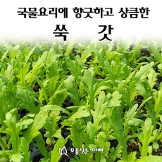[모종심는아빠] 국물요리에 향긋하고 상큼한 쑥갓 모종, 6개