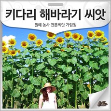 키다리 해바라기 씨앗 맘모스 해바라기 종자 왕 해바라기씨 10알