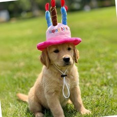 강아지 생일 반려동물 모자 애견모자, 핑크
