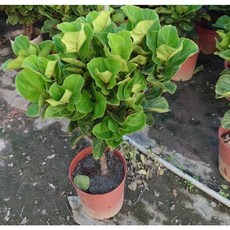 霏霏園藝 棒棒糖琴葉榕 8吋盆栽, 1個