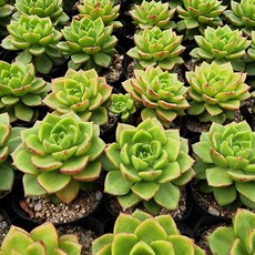 레티지아(소) 다육식물, 1개