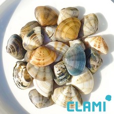 클래미 비단조개/백합조개, 1개, 비단조개 1kg (40-60미)