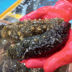 해삼 당일작업 조업 활 해삼 고노와다 해삼회, 1개, 500g (5~9미)