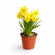 갑조네 수선화 봄꽃 구근식물, 1개, 단일