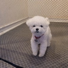 투명 강아지 울타리 소형 강아지방문펜스 강아지문펜스, 기본
