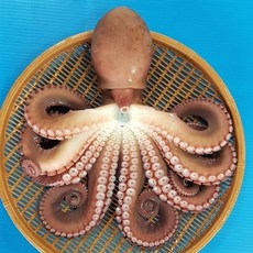 후포 광명수산 동해안 참문어, 1개, 1kg(간식/안주/가정용)