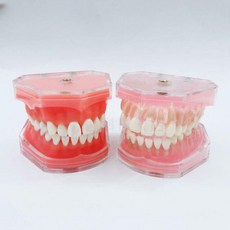 치과교육용 발치형 칫솔질 교육모형 가짜 치아모형 불투명 7008, 투명 7008