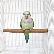 통통 나무 횃대 대형 앵무새 용품, 1개, 색상