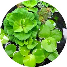 부레옥잠화 물배추 물상추 수경식물 부상수초 수생식물, 1개