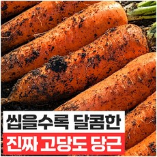 푸드지 고당도 제주 구좌 당근 산지직송, 1개, 5kg (중)
