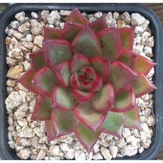 늘꽃다육 홍비 안전배송. 리톱스 다육 식물 선인장 인테리어 집 꾸미기 화분, 1개