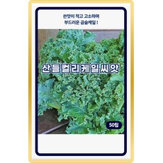 산들 컬리케일 씨앗 50립 부드러운 곱슬 케일씨 종자, 1개 1개