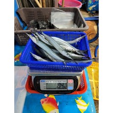학꽁치회 350g(7-12미)