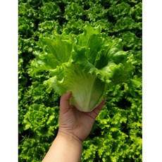 바타비아 상추 2kg / 오늘 밭에서 수확한 유럽상추 양상추 식감 유럽종 포기상추, 1개