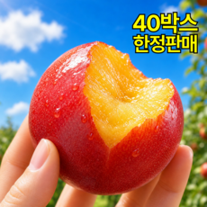 [2026첫수확] 꿀당도 과즙팡팡 산지직송 하우스자두, 1박스, 300g(소과)